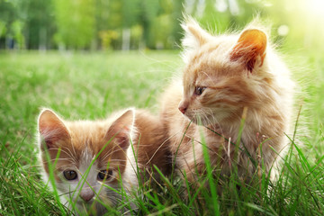 two kitten on green grass