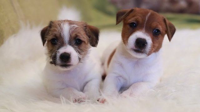 Two puppy jack russell terrier