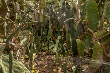 Close view of Prickly pears (Opuntia ficus-indica) or indian figs, taken in Martim Longo, Portugal.