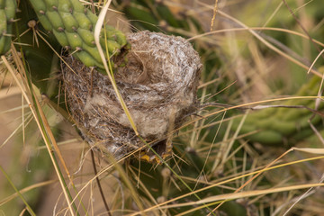birds nest on some indian fig cactus
