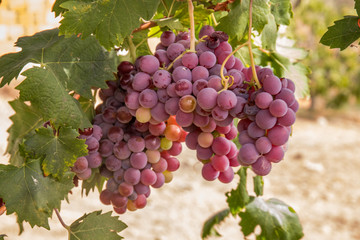 red grapes on a vineyard