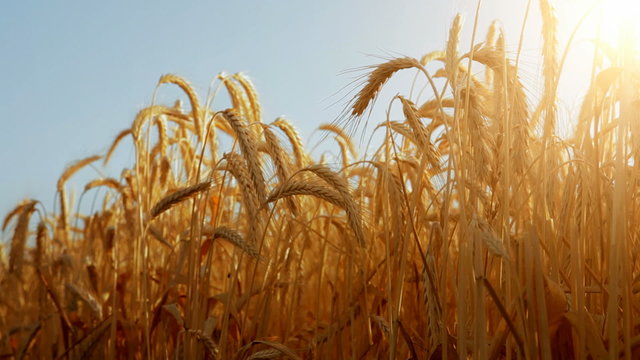 Sun through golden wheat ears with a pale blue sky as background