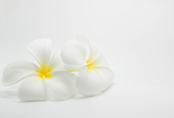 Fototapeta na wymiar Tropical flowers frangipani (plumeria)