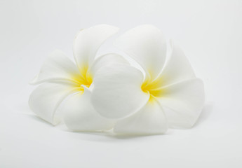 Fototapeta na wymiar Tropical flowers frangipani (plumeria)