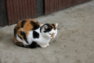 Tricolor cat on the pavement.