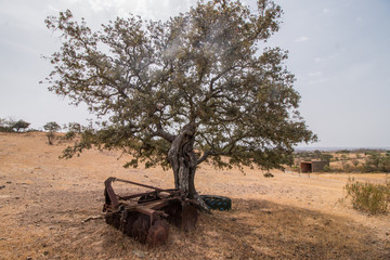 View of a dry landscape with a oak tree (Quercus ilex).