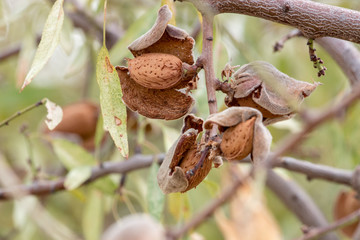  almonds on a tree in the countryside