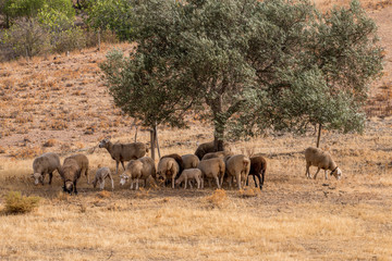 Herd of sheep in the shade
