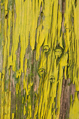  texture of peeling paint from a wooden door