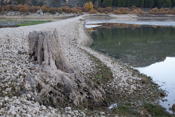 dry trunk in front of a lake