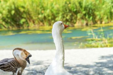 Duck near Preveli river in Crete, Greece