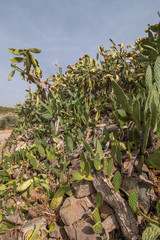 Prickly pears (Opuntia ficus-indica)
