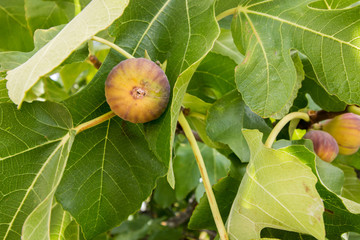 some figs on a fig tree