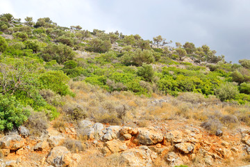Summer mountain landscape.