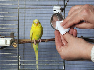 Naklejka premium Cleaning Bird Cage