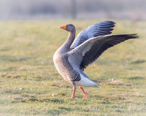 Greylag Goose stretching wings in the sun - 102945891