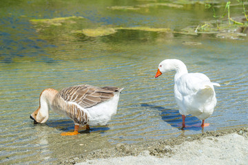 Duck near Preveli river in Crete, Greece
