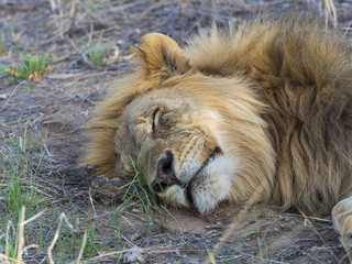 Löwen, Männchen (Panthera leo) leigt im Schatten, Okaukuejo, Etosha Nationalpark, Namibia, Afrika