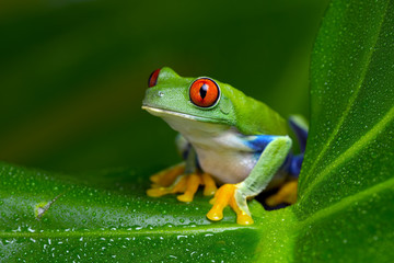 Red-Eyed Amazon Tree Frog (Agalychnis Callidryas)/Red-Eyed Amazon Tree Frog sur grande feuille de palmier
