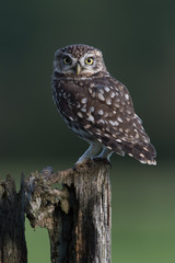 Little Owl (Athene Noctua)/Little Owl perched on stump against a forest background
