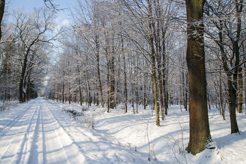Forest in winter