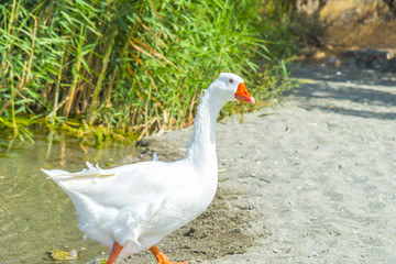 Duck near Preveli river in Crete, Greece