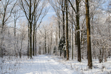 Forest in winter