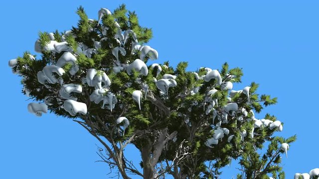 Monterey Cypress Snow on a Crown Coniferous Evergreen Tree is Swaying at The Wind Green Scale-Like Leaves Hesperocyparis Macrocarpa Tree in Windy Day