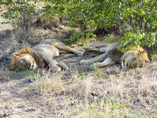 Naklejka na ściany i meble Löwen, Männchen (Panthera leo) liegen im Schatten, Okaukuejo, Etosha Nationalpark, Namibia, Afrika