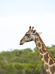 Okaukuejo, Etosha Nationalpark, Namibia, Afrika