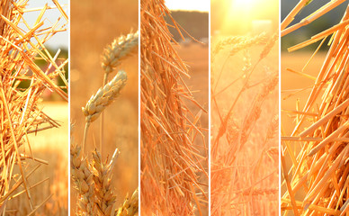 Collage of photos of summer theme, straw, hay, corn at sunset