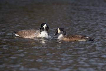 Canada Gooses - Copulation part 1 - foreplay and shared bath.