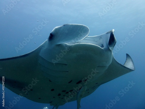 Mantarochen Bilder