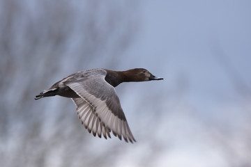 Common Pochard, Pochard, Aythya ferina - female