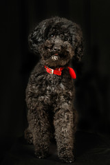 Black poodle with red necklace show tongue
