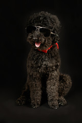 Black poodle with sunglasses