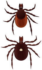 Vector illustration of two ticks: a lone star tick and a deer tick.
