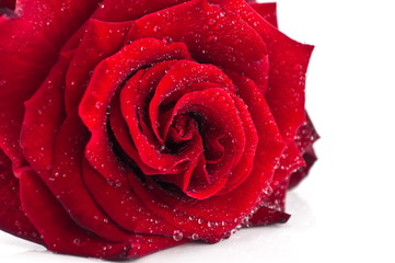 Red rose in drops of water.