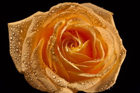 Yellow rose on a black background.