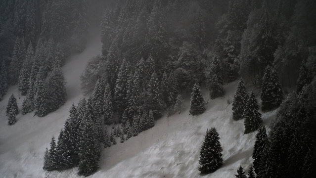 Schneebedeckter Wald im Nebel