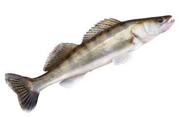 Walleye lying on concrete floor isolated with clipping path