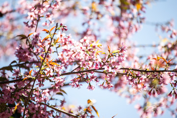 Pink sakura, Cherry blossom.