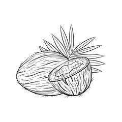 Hand drawn coconut sketches 
