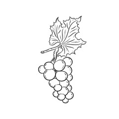 Hand drawn grapes sketches 