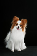 Dog breed Papillon