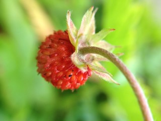 Wild strawberry