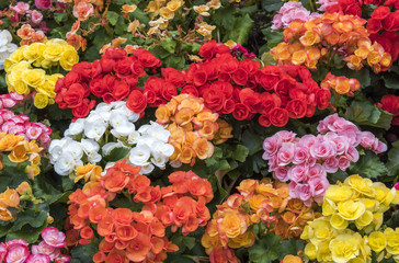 Begonia flowers in the garden, Beautiful background