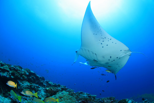 Giant Manta Ray (Manta Birostris) 