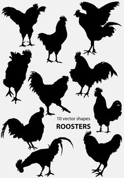 10 shapes of domestic roosters