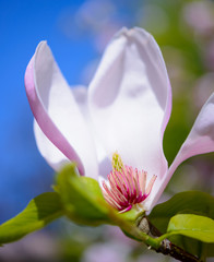 Beautiful Pink Magnolia Flowers on Blue Sky Background. Spring Floral Image